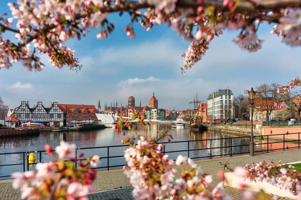 Soluppgång Vid Floden Motawa Med Utsikt Över Gdansk Genom Blommande — Stockfoto