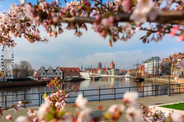 Gdansk 'taki Motlawa nehrinin üzerinde baharda açan ağaçlar. Polonya