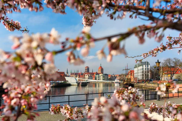 Blumen Von Bäumen Die Frühling Über Dem Fluss Motlawa Danzig — Stockfoto