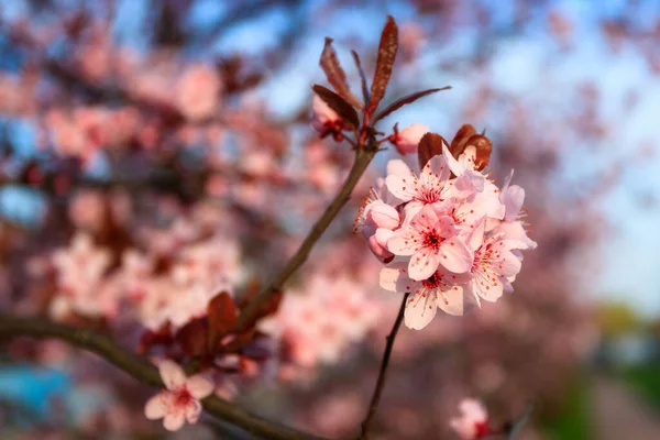 Voorjaar Steeg Van Bloesem Roze Kersenbomen Polen — Stockfoto