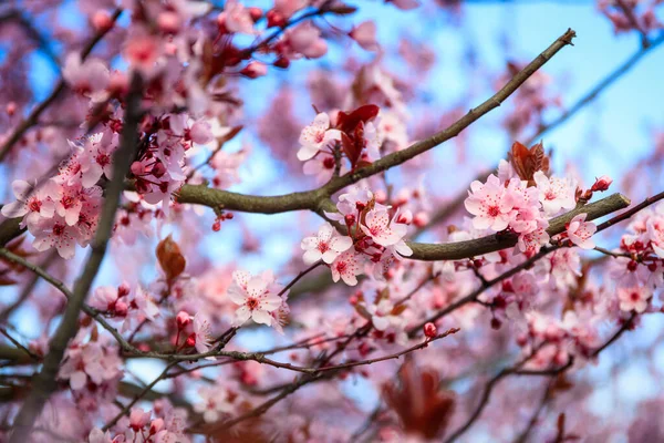 Rózsaszín Cseresznyefák Tavaszi Sikátora Lengyelországban — Stock Fotó