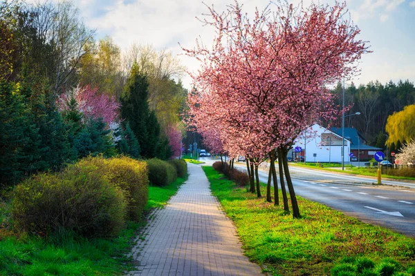 Весенняя Аллея Цветущей Розовой Вишни Польше — стоковое фото