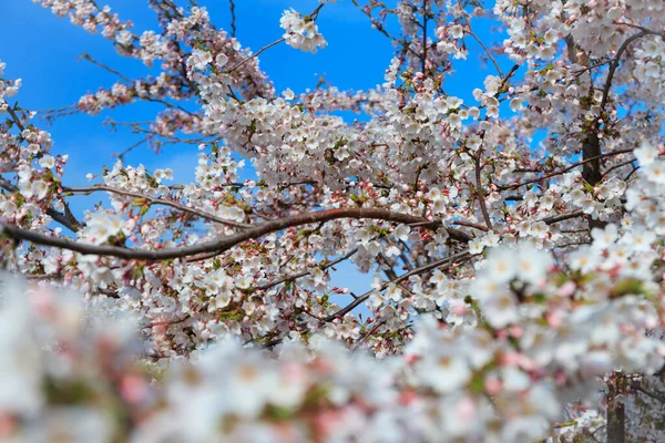Nisan Polonya Beyaz Elma Ağaçları — Stok fotoğraf
