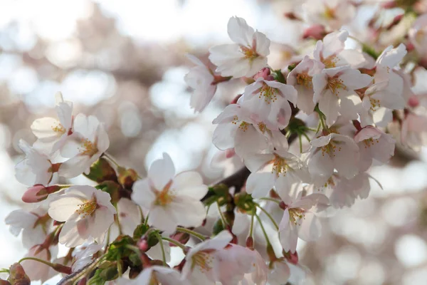 Witte Bloesem Appelbomen April Polen — Stockfoto