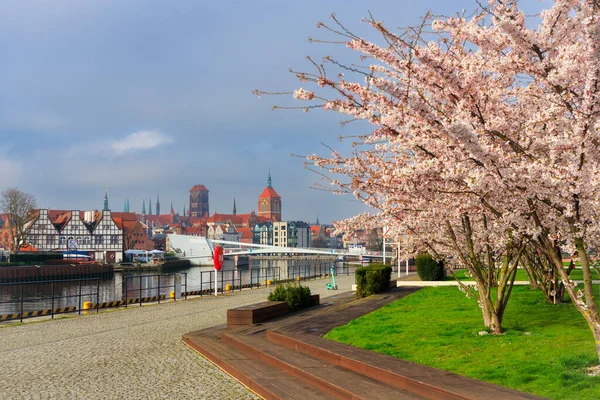 Blommor Träd Blommar Ren Ver Motlawa Floden Gdansk Polen — Stockfoto
