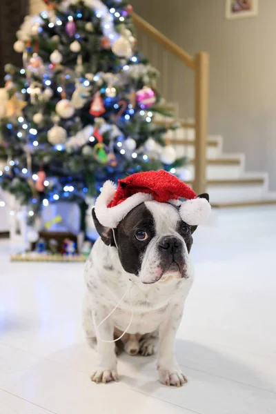 Francouzský Buldok Oblečený Santa Klobouku Pod Vánoční Stromeček — Stock fotografie
