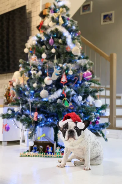 French Bulldog Dressed Santa Hat Christmas Tree — Stock Photo, Image