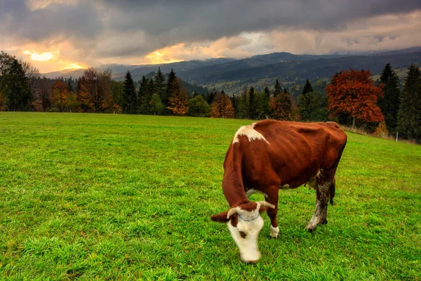 Корова Лугу Татрами Осенью Лапшанка Польша — стоковое фото