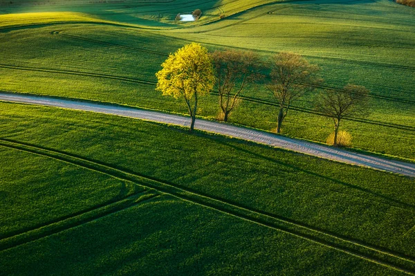 Flyglandskap Gröna Fälten Norra Polen Våren — Stockfoto