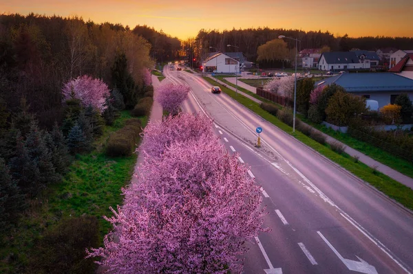 Весенняя Аллея Цветущей Розовой Вишни Закате Польше — стоковое фото