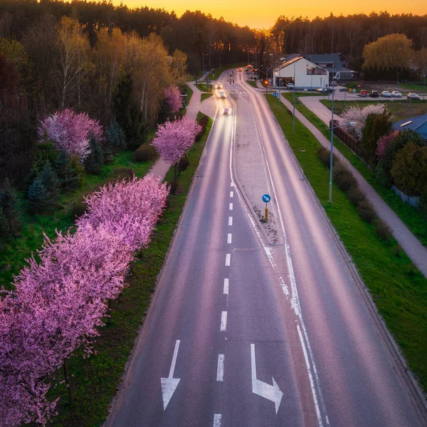 Voorjaar Steeg Van Bloesem Roze Kersenbomen Bij Zonsondergang Polen — Stockfoto