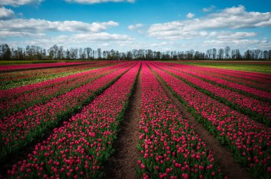 Kuzey Polonya 'da açan laleler