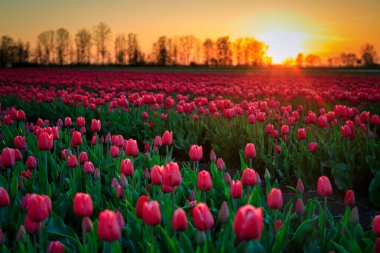 Polonya 'da açan lale tarlasında gün batımı