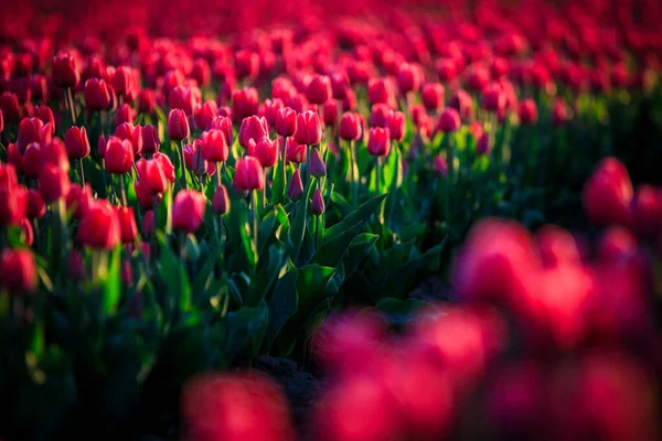 Sunset Blooming Tulip Field Poland — Stock Photo, Image