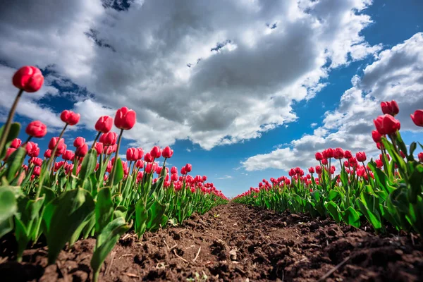 Розквіт Тюльпанів Полі Північної Польщі — стокове фото