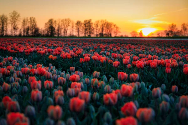 Coucher Soleil Sur Champ Tulipes Fleurs Pologne — Photo