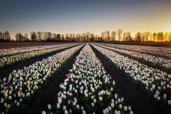 Sunset Blooming Tulip Field Poland — Foto Stock