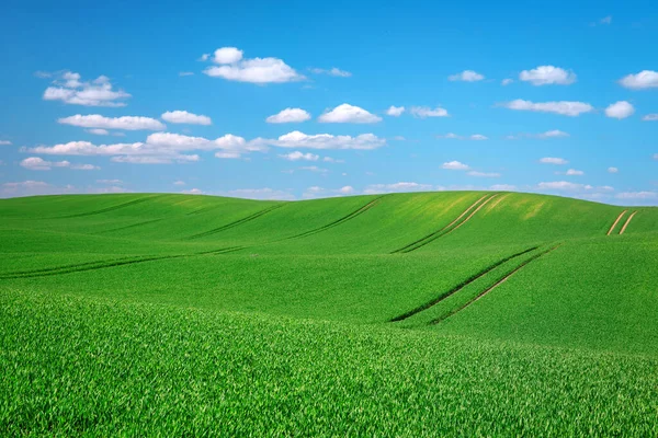 Prachtig Landschap Van Groene Velden Polen Het Voorjaar — Stockfoto