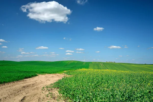 春のポーランドの緑のフィールドの美しい風景 — ストック写真