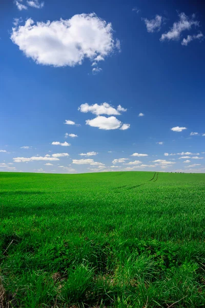 Vackert Landskap Gröna Fälten Polen Våren — Stockfoto