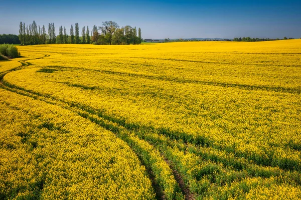 Aerial Landscape Yellow Rapeseed Field Blue Sky Poland — Stock Photo, Image