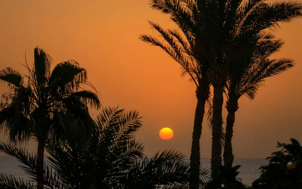 エジプトの日の出に紅海によるヤシの木 — ストック写真