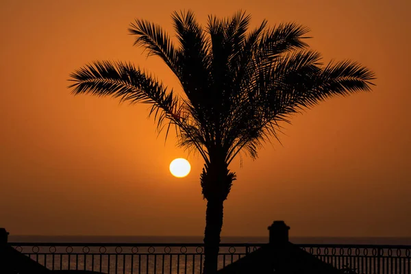 エジプトの日の出に紅海によるヤシの木 — ストック写真