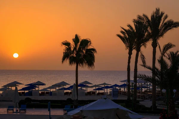 Palmy Rudého Moře Při Východu Slunce Egypt — Stock fotografie
