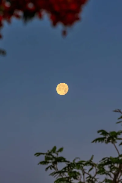エジプトの木の上の満月 — ストック写真