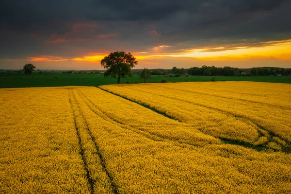 Жовте Ріпаче Поле Заході Сонця Собешево Польща — стокове фото