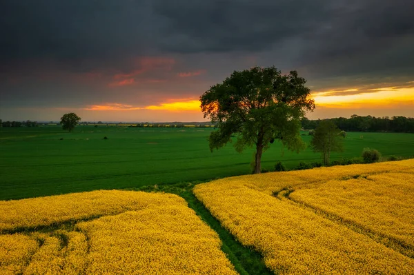 Keltainen Rypsipelto Auringonlaskun Aikaan Sobieszewo Puola — kuvapankkivalokuva
