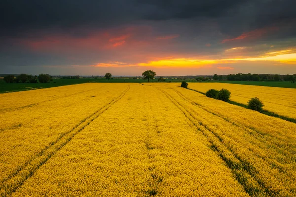 Жовте Ріпаче Поле Заході Сонця Собешево Польща — стокове фото