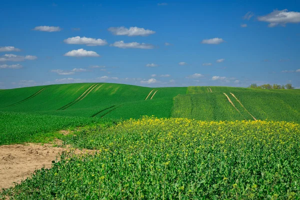 Ландшафт Зеленых Полей Польше Весной — стоковое фото