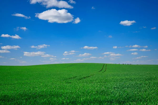 Schöne Landschaft Der Grünen Wiesen Polen Zur Frühlingszeit — Stockfoto