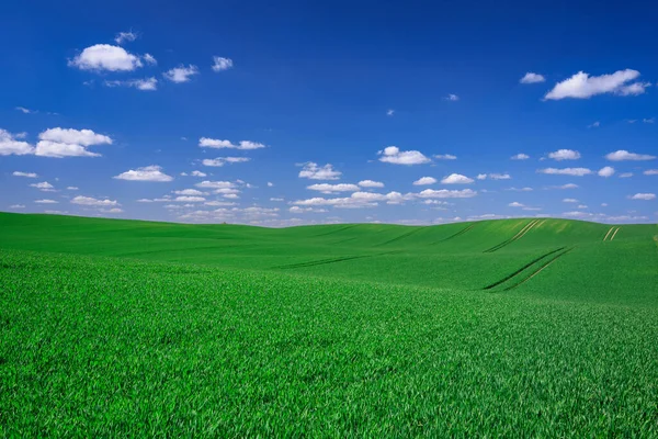 Prachtig Landschap Van Groene Velden Polen Het Voorjaar — Stockfoto