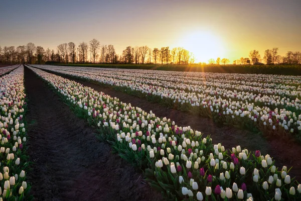 Sunset Blooming Tulip Field Poland — Stock fotografie
