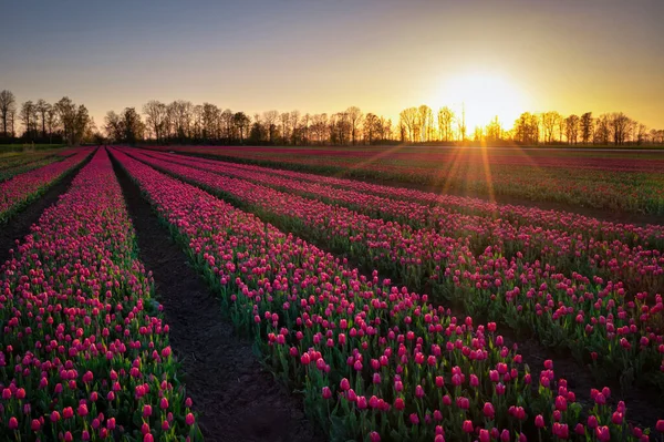 Sunset Blooming Tulip Field Poland — 스톡 사진