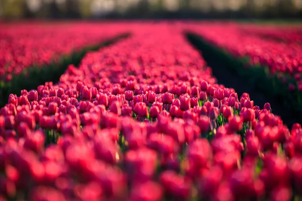 Закат Над Цветущим Полем Тюльпанов Польше — стоковое фото