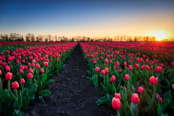 Sunset Blooming Tulip Field Poland — Stock fotografie