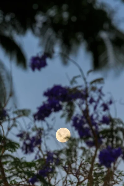 Luna Plina Peste Copacii Din Egipt — Fotografie, imagine de stoc