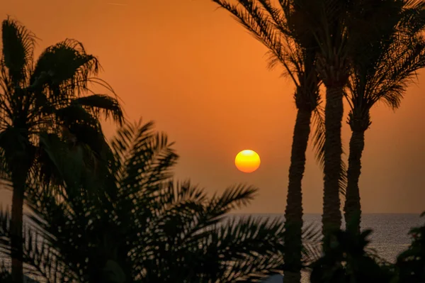 Güneş Doğarken Kızıl Deniz Kıyısında Palmiye Ağaçları Mısır — Stok fotoğraf