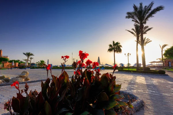 Marsa Alam Egipt Maja 2023 Piękne Ogrody Akassia Swiss Resort — Zdjęcie stockowe