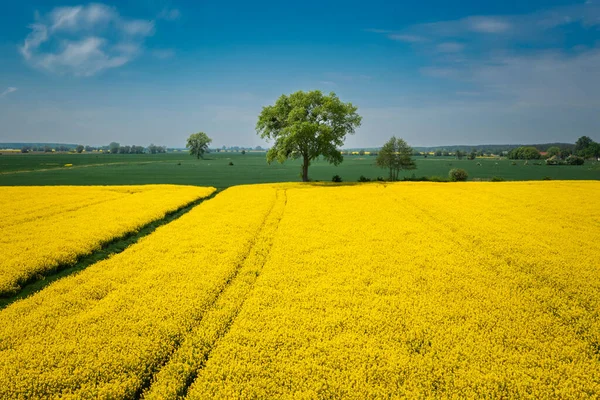 Жовтий Хребет Сонячний День Острів Собешево Польща — стокове фото