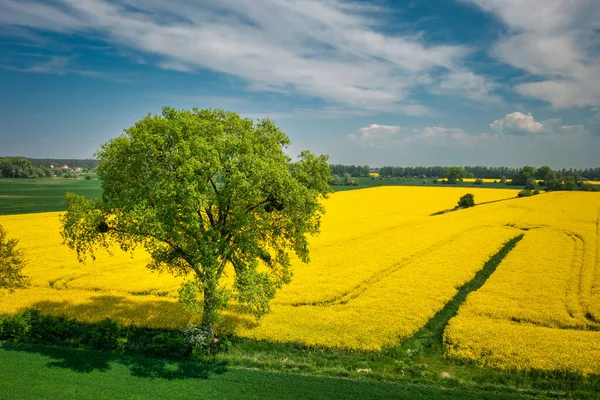 Κίτρινο Χωράφι Κραμβόσπορους Την Ηλιόλουστη Μέρα Νήσος Sobieszewo Πολωνία — Φωτογραφία Αρχείου