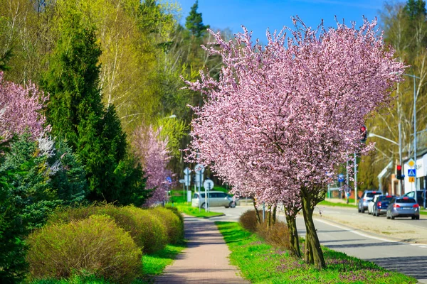 Весенняя Аллея Цветущей Розовой Вишни Польше — стоковое фото
