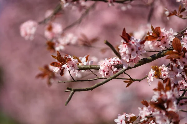 Frühlingsallee Der Blühenden Rosa Kirschbäume Polen — Stockfoto