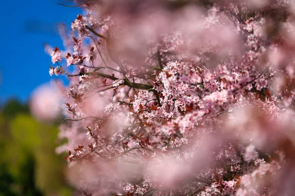 Rózsaszín Cseresznyefák Tavaszi Sikátora Lengyelországban — Stock Fotó