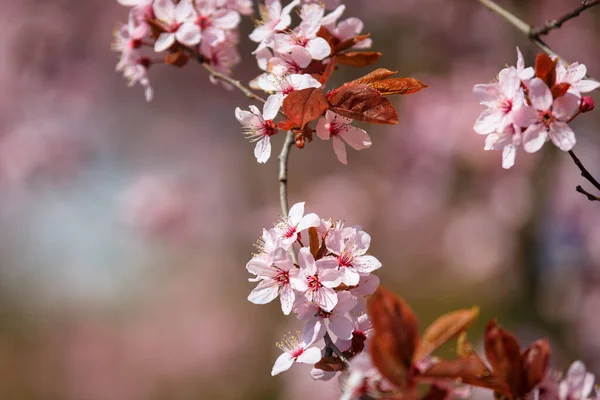 Polonya Çiçek Açan Bir Bahar Sokağı Pembe Kiraz Ağaçları — Stok fotoğraf