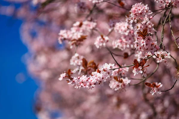 Spring Alley Blossom Pink Cherry Trees Poland — Stock Photo, Image