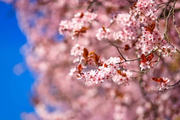 Voorjaar Steeg Van Bloesem Roze Kersenbomen Polen — Stockfoto